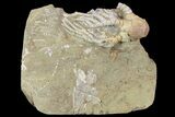 Cyathocrinites Crinoid Fossil - Crawfordsville, Indiana #94809-2